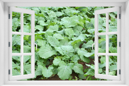 Fototapeta Naklejka Na Ścianę Okno 3D - Field of young green rapeseed