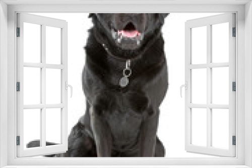 Fototapeta Naklejka Na Ścianę Okno 3D - black labrador retriever dog looking at camera