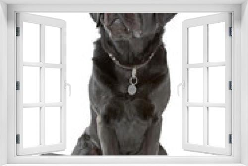 Fototapeta Naklejka Na Ścianę Okno 3D - black labrador retriever dog looking up