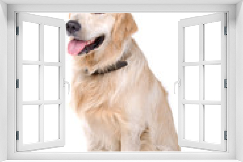 Fototapeta Naklejka Na Ścianę Okno 3D - golden retriever dog isolated on a white background