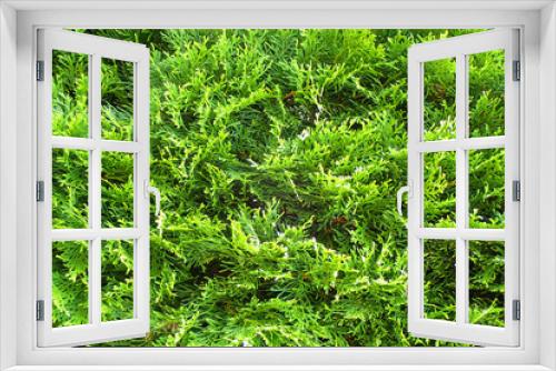 Fototapeta Naklejka Na Ścianę Okno 3D - very nice green tree texture
