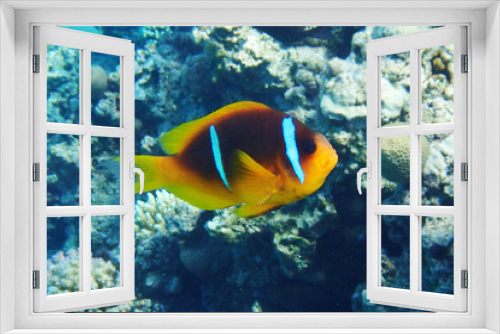 Fototapeta Naklejka Na Ścianę Okno 3D - clownfish from egypt
