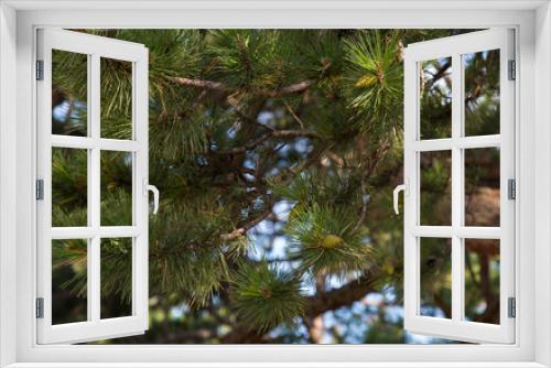 Fototapeta Naklejka Na Ścianę Okno 3D - Pine branch of a tree cone