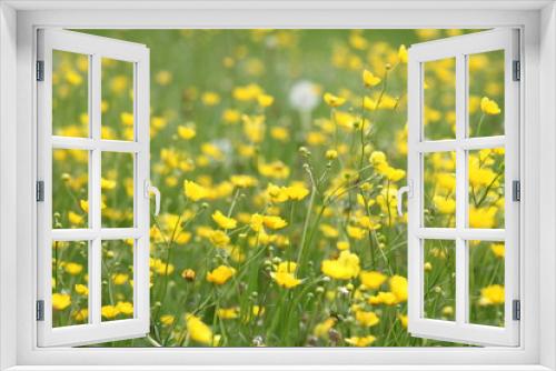 Fototapeta Naklejka Na Ścianę Okno 3D - Gelbe Blume, Blumenfeld, gelb