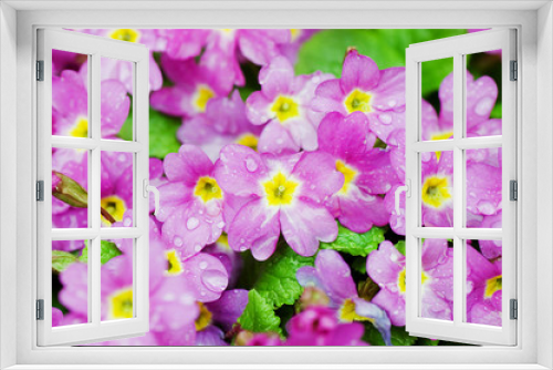 Fototapeta Naklejka Na Ścianę Okno 3D - Beautiful spring flowers