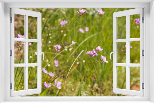 Fototapeta Naklejka Na Ścianę Okno 3D - Ixia - Corn lilies growing wild in the field. Small pink flowers that looks like a star growing on a thin stem.