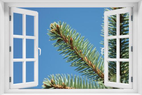 Fototapeta Naklejka Na Ścianę Okno 3D - Spruce branch against the blue sky.