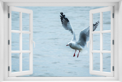 Fototapeta Naklejka Na Ścianę Okno 3D - The seagull.