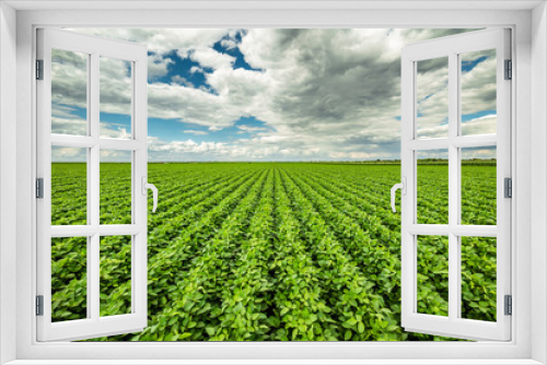 Fototapeta Naklejka Na Ścianę Okno 3D - Green ripening soybean field, agricultural landscape