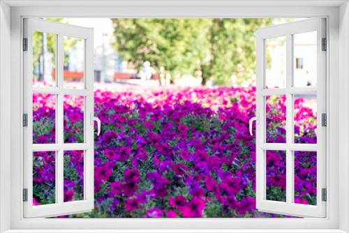 Fototapeta Naklejka Na Ścianę Okno 3D - Beautiful bright flower bed flowers Impatiens. Green trees in the background, urban buildings. Red flowers with green leaves. Landscaping flowers.