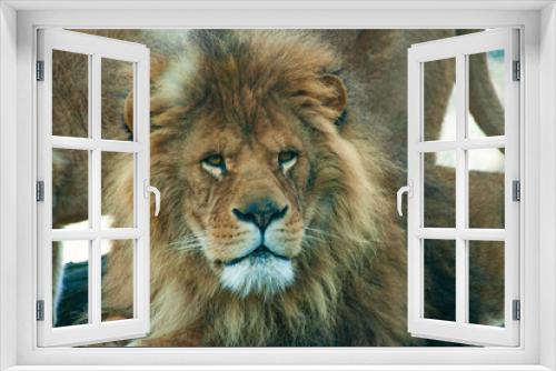 Fototapeta Naklejka Na Ścianę Okno 3D - Lion in the nature