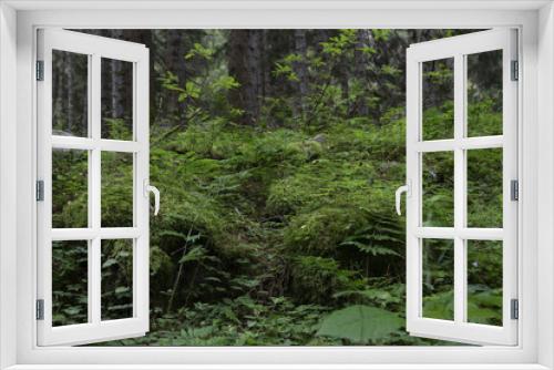 Fototapeta Naklejka Na Ścianę Okno 3D - fern in the woods