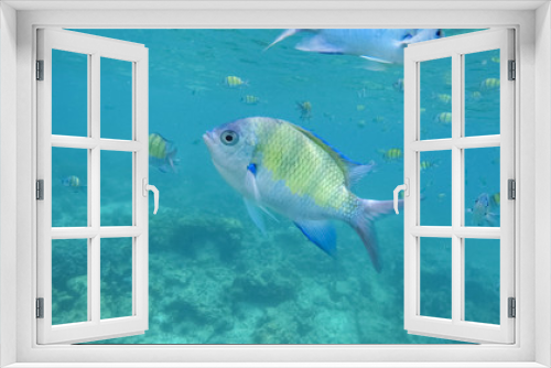 Fototapeta Naklejka Na Ścianę Okno 3D - Underwater Colorful Fish