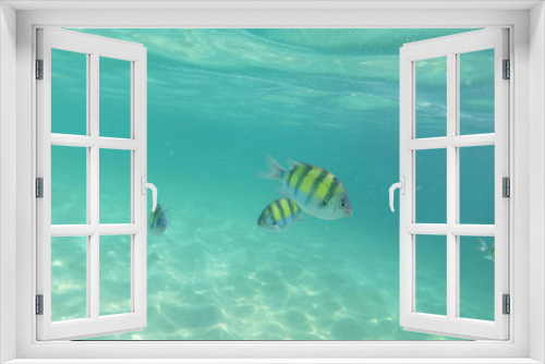 Fototapeta Naklejka Na Ścianę Okno 3D - Underwater Colorful Fish