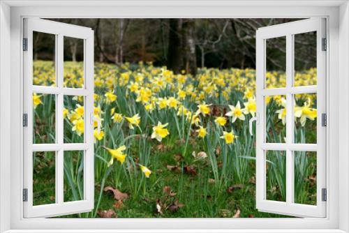 Fototapeta Naklejka Na Ścianę Okno 3D - bank of daffodils