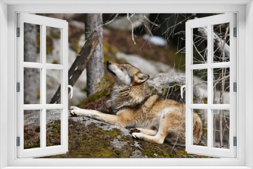 Fototapeta Naklejka Na Ścianę Okno 3D - Eurasian wolf face to face in nature habitat in bavarian forest, dangereous and rare forest animals, european forest, canis lupus lupus