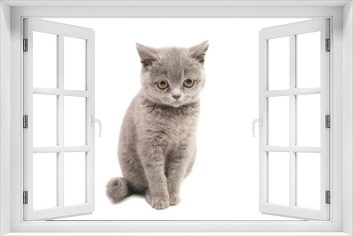 Fototapeta Naklejka Na Ścianę Okno 3D - gray kitten isolated