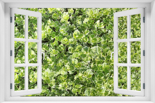 Fototapeta Naklejka Na Ścianę Okno 3D - green leaves texture  for background use