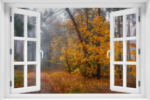 Fototapeta Naklejka Na Ścianę Okno 3D - walk in the autumn forest. autumn colors. autumn fogs. melancholy.