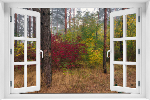Fototapeta Naklejka Na Ścianę Okno 3D - walk in the autumn forest. autumn colors. autumn fogs. melancholy.