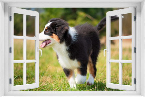 Fototapeta Naklejka Na Ścianę Okno 3D - Happy Aussie dog runs on meadow with green grass in summer or spring. Beautiful Australian shepherd puppy 3 months old running towards camera. Cute dog enjoy playing at park outdoors.