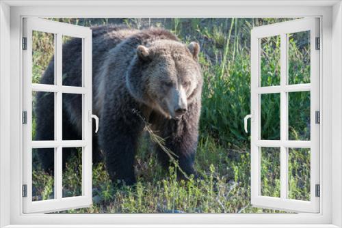 Fototapeta Naklejka Na Ścianę Okno 3D - Grizzly bears