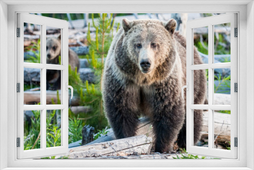 Fototapeta Naklejka Na Ścianę Okno 3D - Grizzly bears