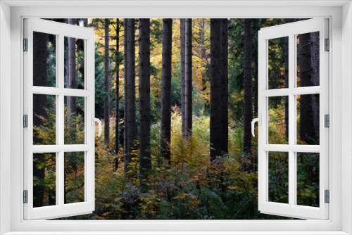 Fototapeta Naklejka Na Ścianę Okno 3D - autumn woods