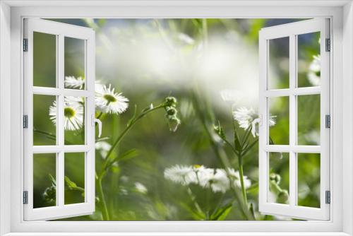 Fototapeta Naklejka Na Ścianę Okno 3D - Weiße Blüten Makro