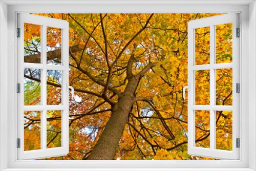 Fototapeta Naklejka Na Ścianę Okno 3D - Branches of maple with yellow leaves in the fall.