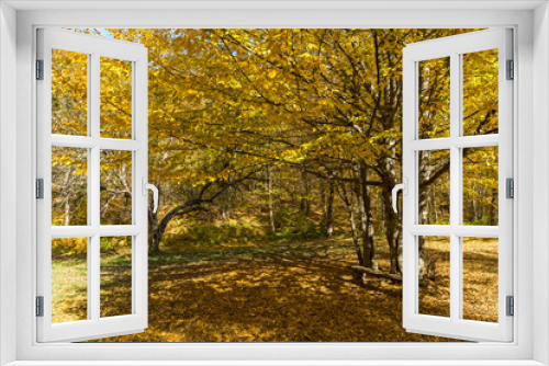 Fototapeta Naklejka Na Ścianę Okno 3D - Amazing Fall Landscape with yellow Trees near Devil town in Radan Mountain, Serbia