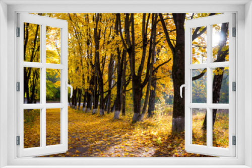 Fototapeta Naklejka Na Ścianę Okno 3D - Beautiful maple alley on a sunny morning, golden autumn. A lot of fallen leaves
