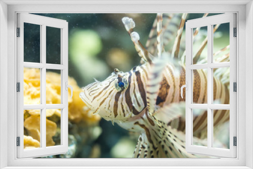 Fototapeta Naklejka Na Ścianę Okno 3D - white line lionfish