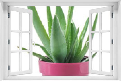 Fototapeta Naklejka Na Ścianę Okno 3D - Flowerpot with Aloe vera on white background