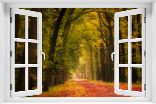 Fototapeta Naklejka Na Ścianę Okno 3D - Forrest in fall time