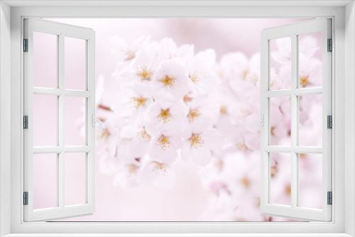 Fototapeta Naklejka Na Ścianę Okno 3D - サクラの花