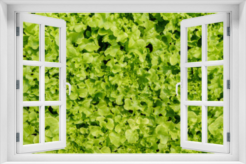 Fototapeta Naklejka Na Ścianę Okno 3D - Green oak lettuce background