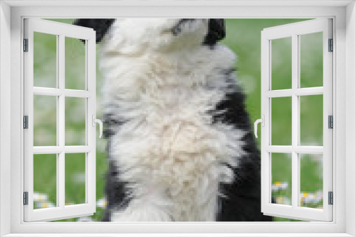 Fototapeta Naklejka Na Ścianę Okno 3D - BORDER COLLIE, 2 MESI