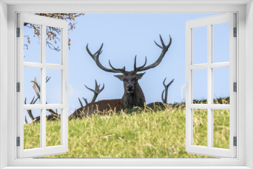 Fototapeta Naklejka Na Ścianę Okno 3D - Red Deer,  Cervus elaphus
