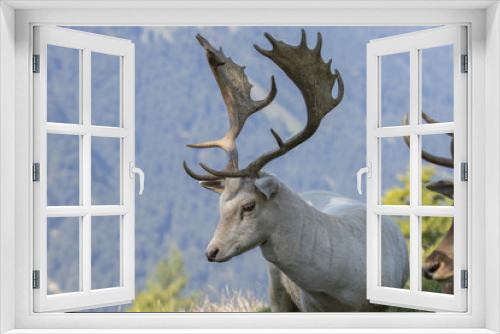 Fototapeta Naklejka Na Ścianę Okno 3D - Fallow Deer, Dama dama
