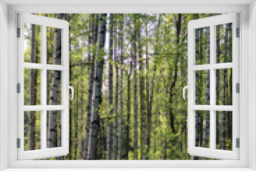 Fototapeta Naklejka Na Ścianę Okno 3D - Birch trees in the forest