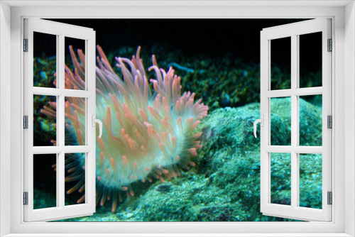 Fototapeta Naklejka Na Ścianę Okno 3D - Anemone