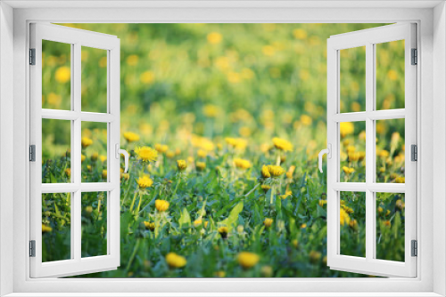 Fototapeta Naklejka Na Ścianę Okno 3D - A dandelion meadow in spring season