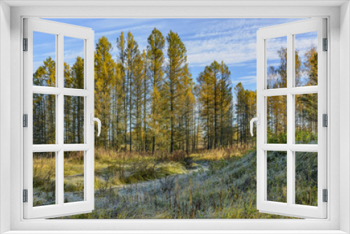 Fototapeta Naklejka Na Ścianę Okno 3D - Autumn frosty morning in the forest. Russia.