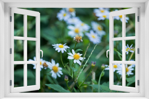 Fototapeta Naklejka Na Ścianę Okno 3D - 白い花
