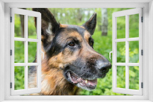 Fototapeta Naklejka Na Ścianę Okno 3D - Dog German Shepherd in a forest in a summer