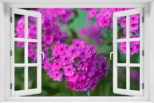 Fototapeta Naklejka Na Ścianę Okno 3D - Purple phlox in the garden