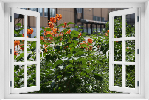 Fototapeta Naklejka Na Ścianę Okno 3D - flowers in greenhouse