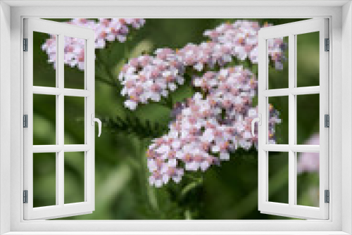 Fototapeta Naklejka Na Ścianę Okno 3D - Schafgarben (Achillea) rosa Blüten