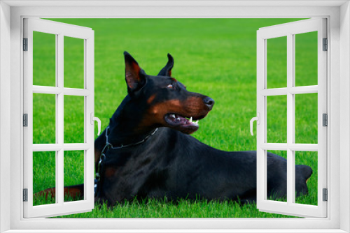 Fototapeta Naklejka Na Ścianę Okno 3D - dog breed Doberman Pinscher